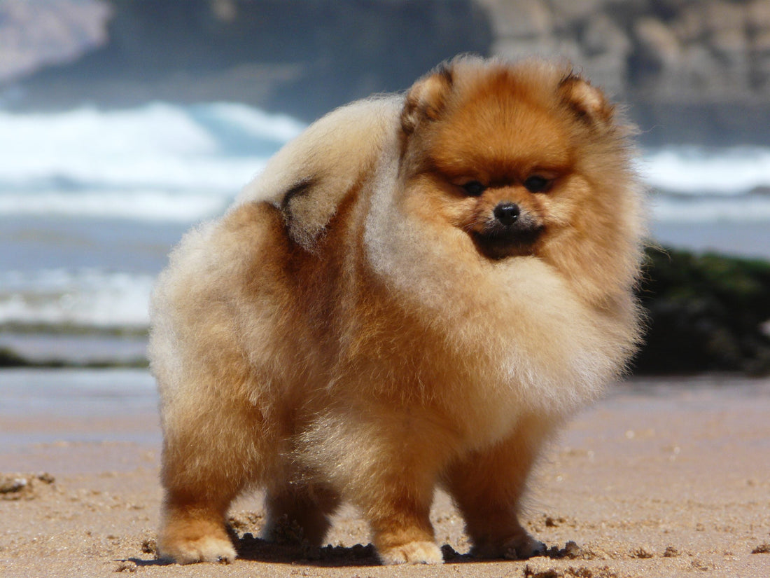 Trattamento Volpier Italia per stimolare la ricrescita del pelo nello Spitz nano.. Pomerania