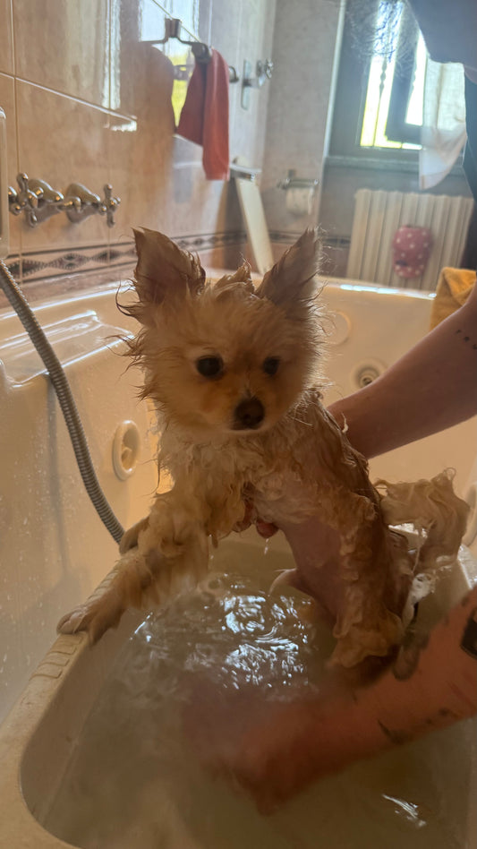 Risultati prima e dopo il trattamento Volpier per l'Alopecia X nel Pomeranian.