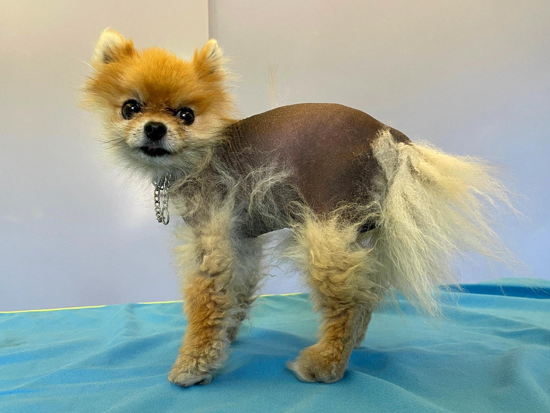 Sintomi di Alopecia X nel Mini Pomerania e trattamenti dermatologici.