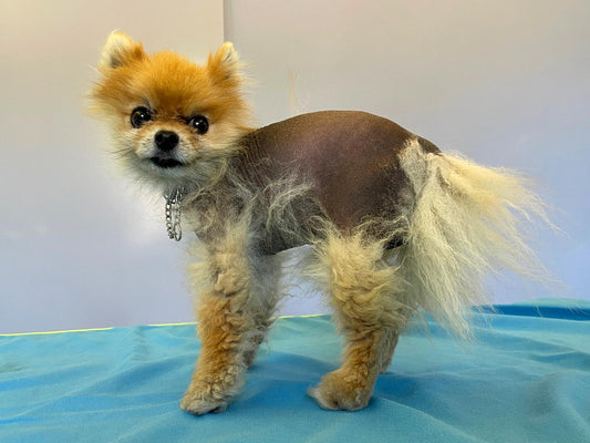 Sintomi di Alopecia X nel Mini Pomerania e trattamenti dermatologici.