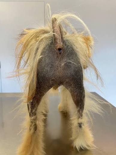 Perché il Pomerania perde pelo sulle zampe posteriori?