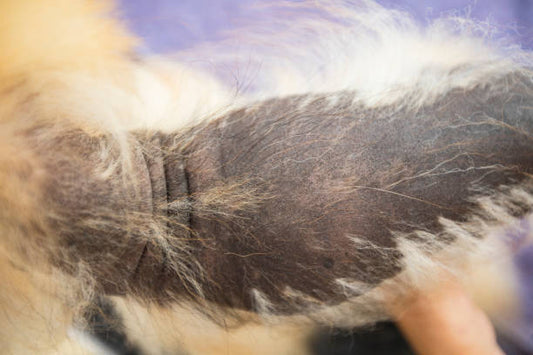 Why Has My Dog’s Skin Turned Black? Understanding Canine Hyperpigmentation and Alopecia X