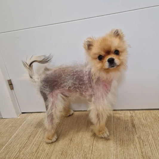 Prodotti Volpier per trattare l'Alopecia nello Spitz nano